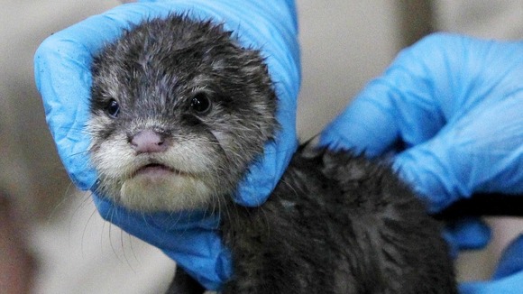 Chester Zoo vet Livia Benato a checks on Daley, one of the two baby Asian Short Clawed Otters born at the zoo