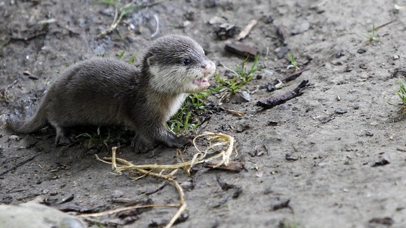 10 week old Rebecca, the Short Clawed Otter named after Olympian Rebecca Adlington