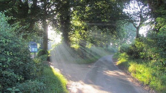 Sunshine streaming through the trees at Erpingham, Norfolk
