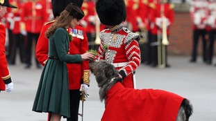 The Duchess of Cambridge hands a sprig of shamrock to an Irish wolfhound