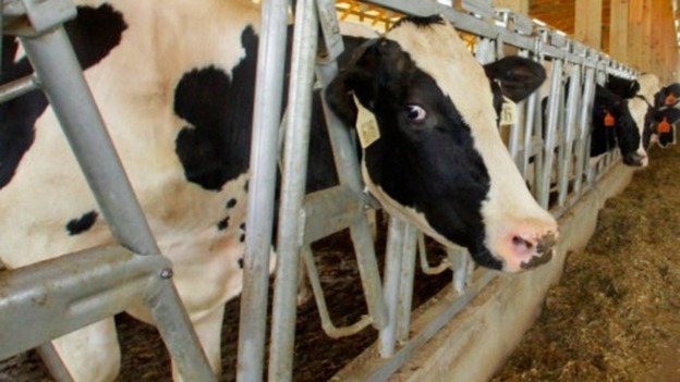 Cow milk prices are rising