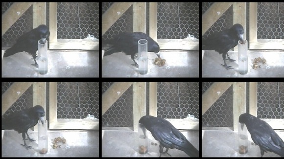 Crow