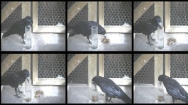 Crow