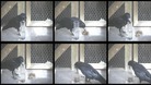 Crow