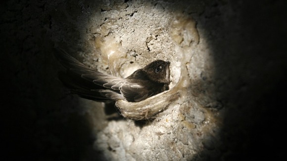 Wet weather has caused a 'disastrous' breeding season for the swift.