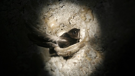 Wet weather has caused a 'disastrous' breeding season for the swift.