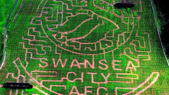 Swansea City maize maze