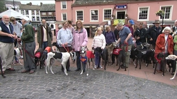 Adopted greyhounds in Carlisle