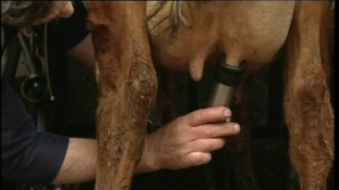cow being milked