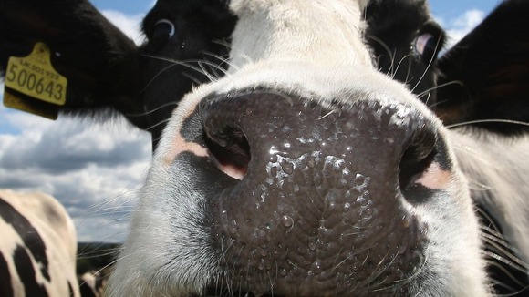 Cows