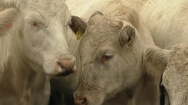 Cows