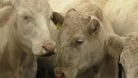 Cows