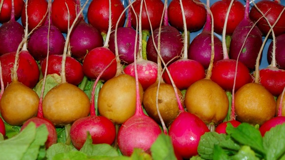 Elveden's rainbow radishes