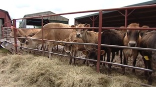 Dairy cows