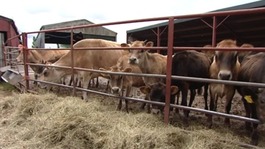 Dairy cows