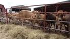 Dairy cows