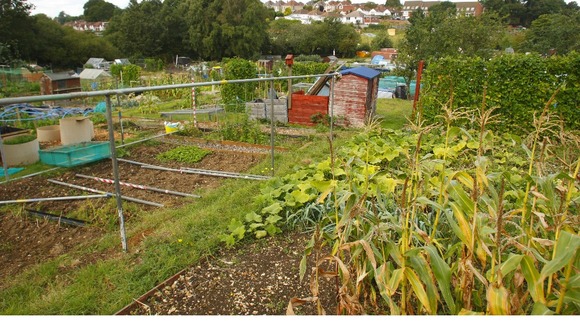 Allotments are growing in popularity