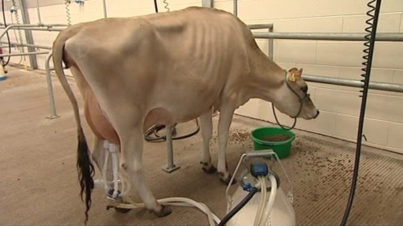 Dairy cow being milked
