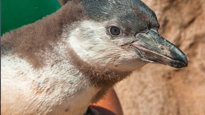 Abu the penguin 