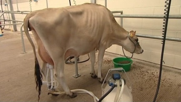 Cow being milked