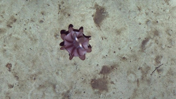 Picture of octopus captured by scientists