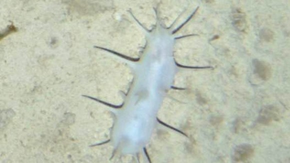 Spiky Sea Cucumber