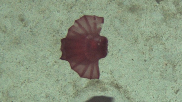 Enypniastes Spanish Dancer