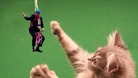 A playful kitten tries to bat the Mayor with its paw.