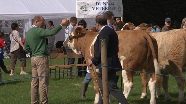 Beef Cattle