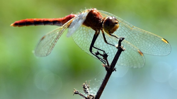 Drought could mean disaster for wildlife