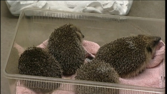 hedgehogs in a box