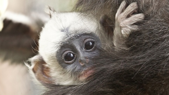 monkey, baby, zoo, Howletts, Kent
