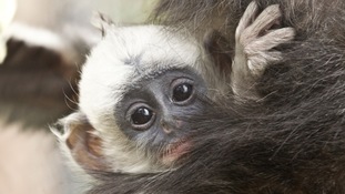 monkey, baby, zoo, Howletts, Kent