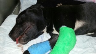 Puppy - repeatedly kicked