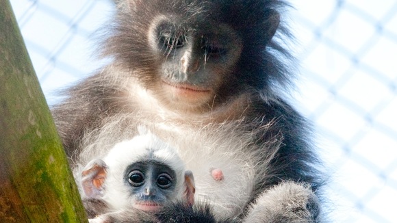 Baby Asmara under the watchful eye of her mother