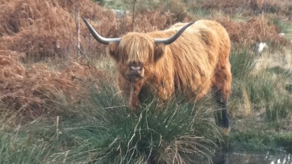 Highland Cow, Pulborough Brooks