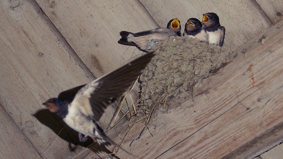 Swallow's nest