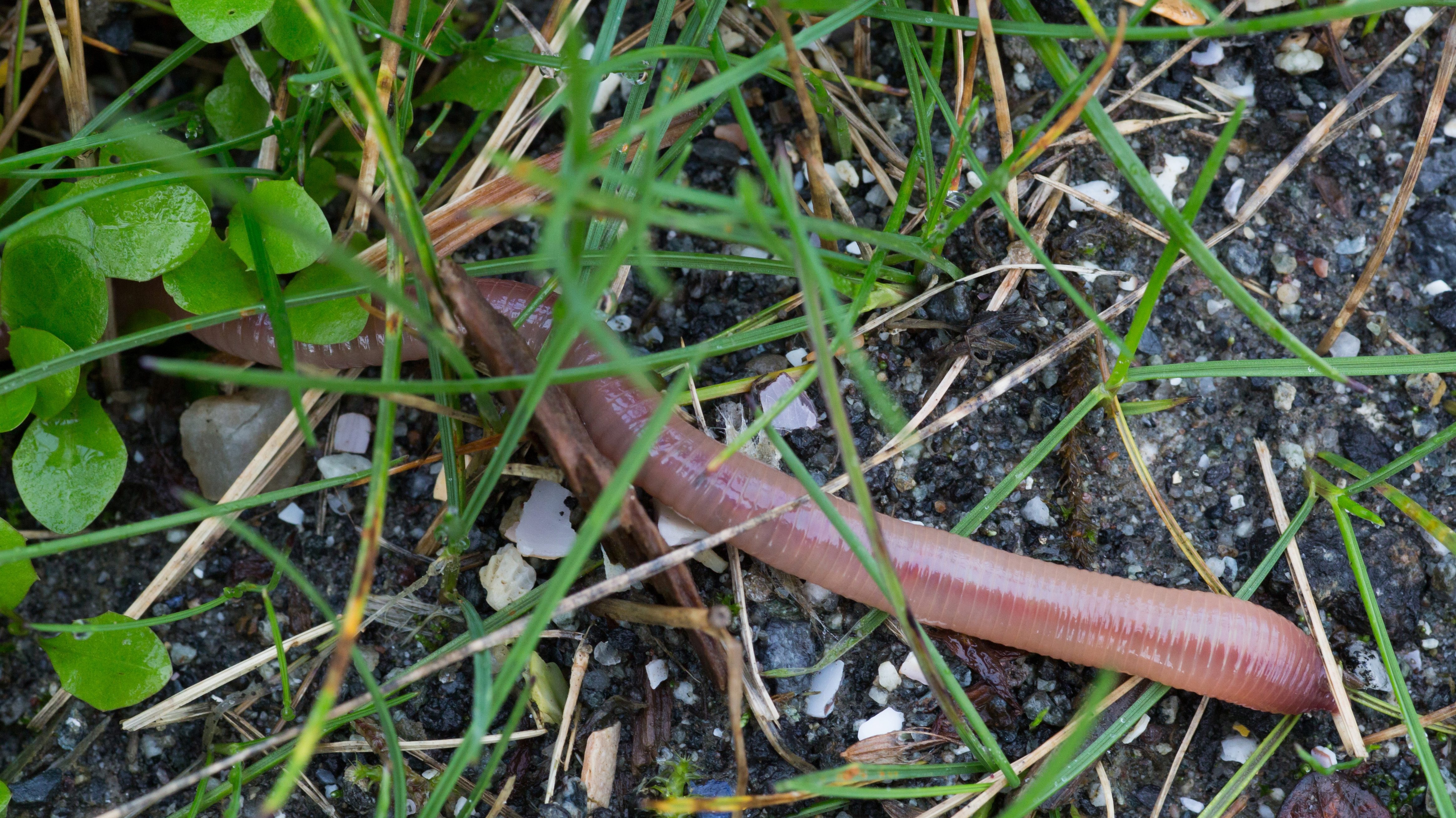 Scientists discover why worms are so good for our soil London ITV News