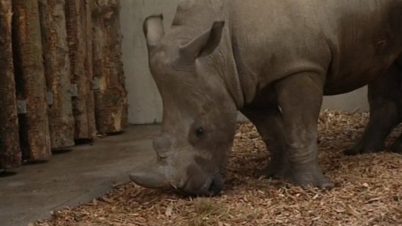 White rhino