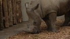 White rhino