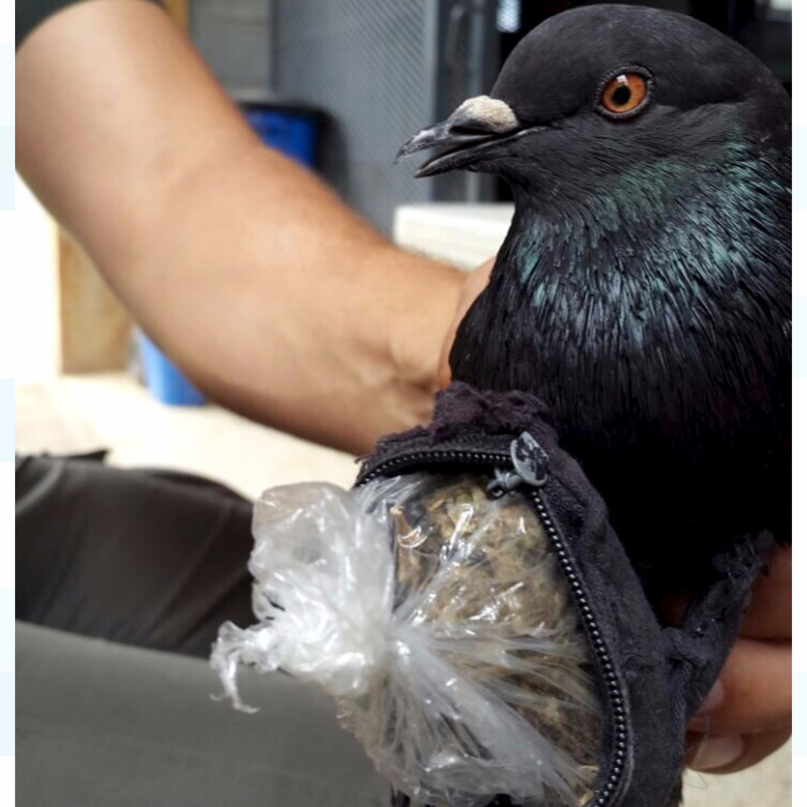 Pigeon caught smuggling cocaine into prison ITV News