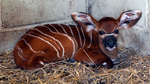 Whipsnade's new baby Big-eared Bongo