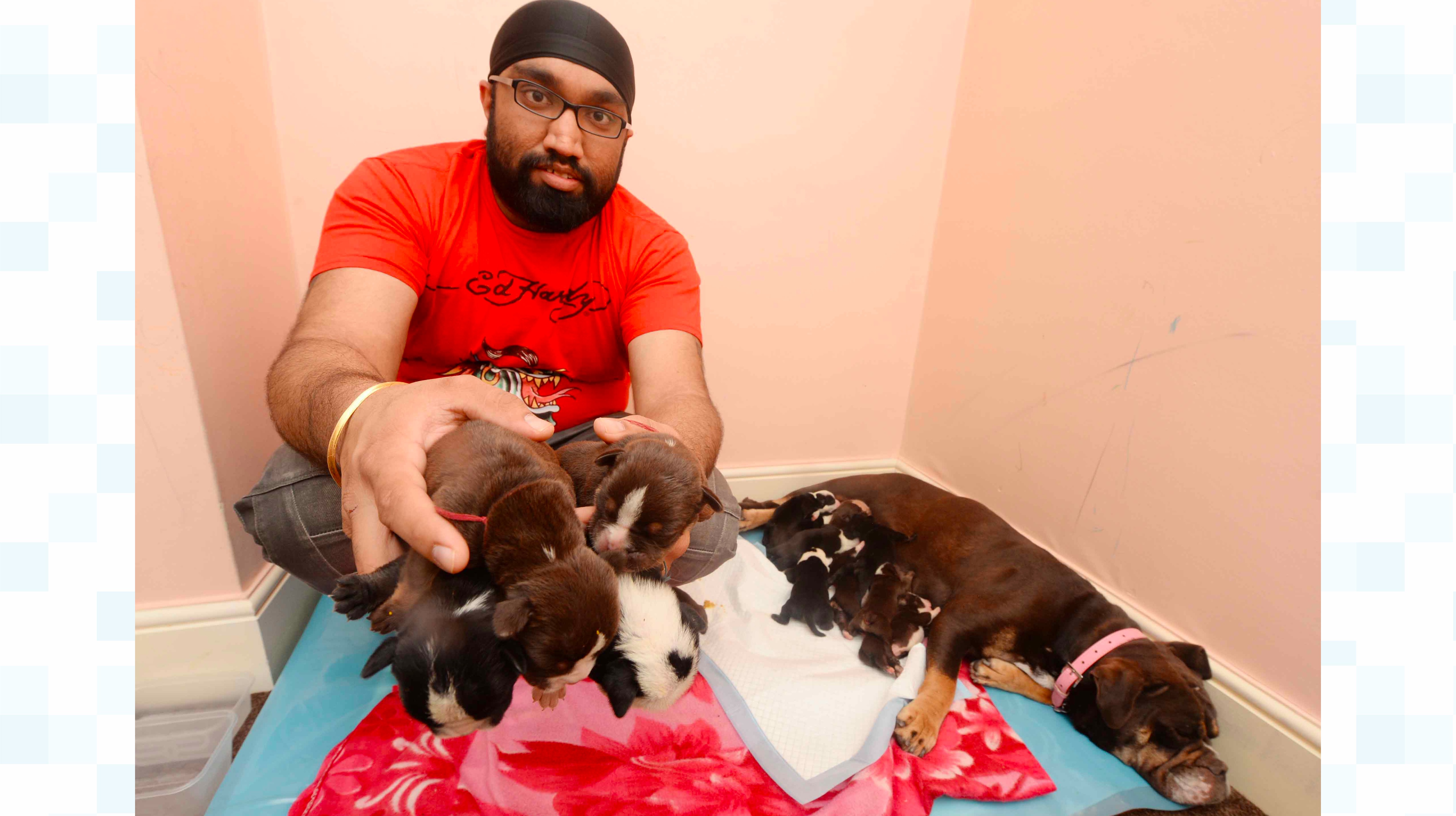 English Bulldog births litter of 16 puppies is it the largest litter the country has seen