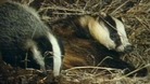 Badgers