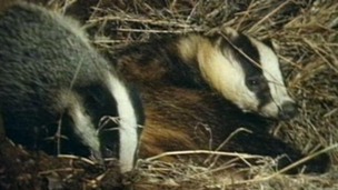 Badgers