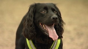 Can dogs help to cure life-threatening illnesses