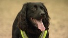 Can dogs help to cure life-threatening illnesses