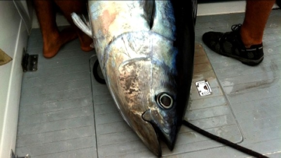 Giant tuna fish