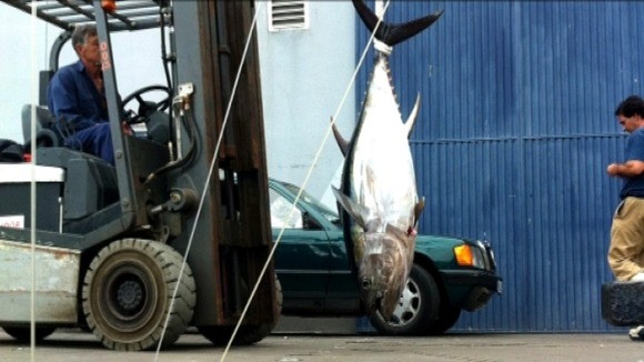 Tuna fish transported by fork lift truck