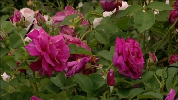 Roses at the Shrewsbury Flower Show